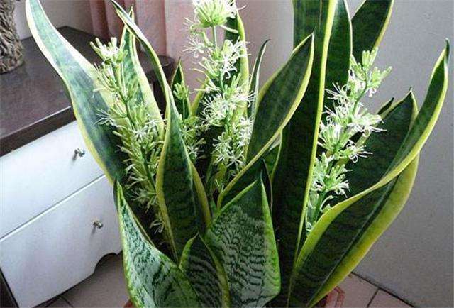 白玉虎皮兰水培烂根黄叶的原因,虎皮兰烂根黄叶