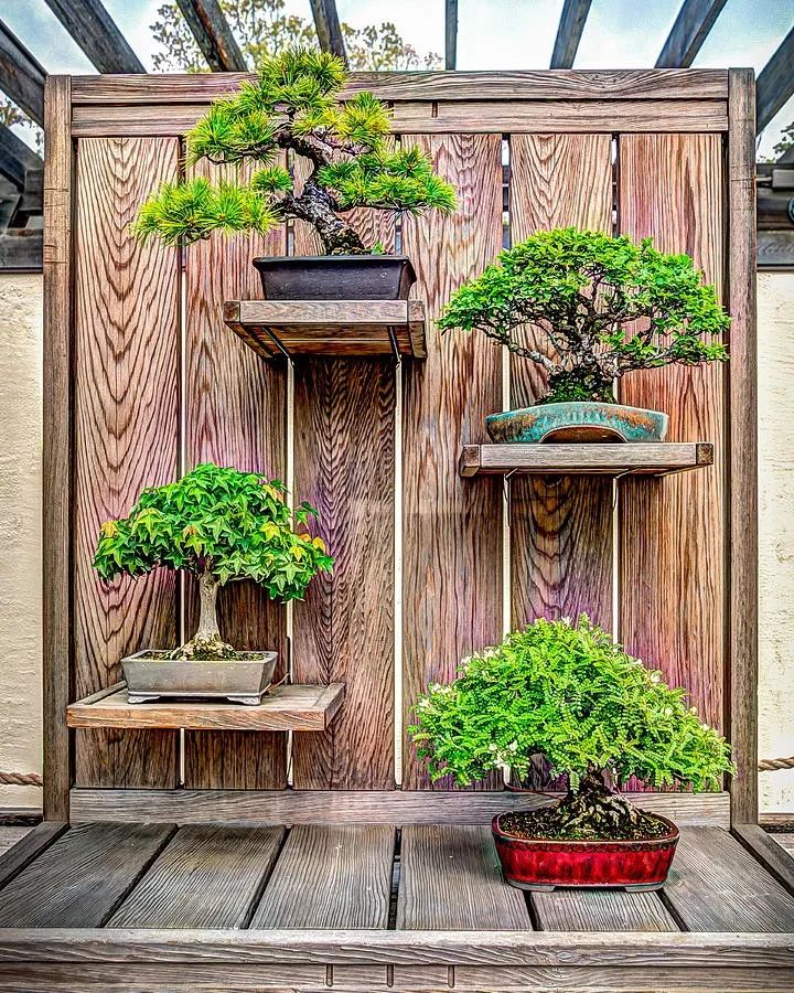 70岁开什么盆景店好,开个小盆景店好吗