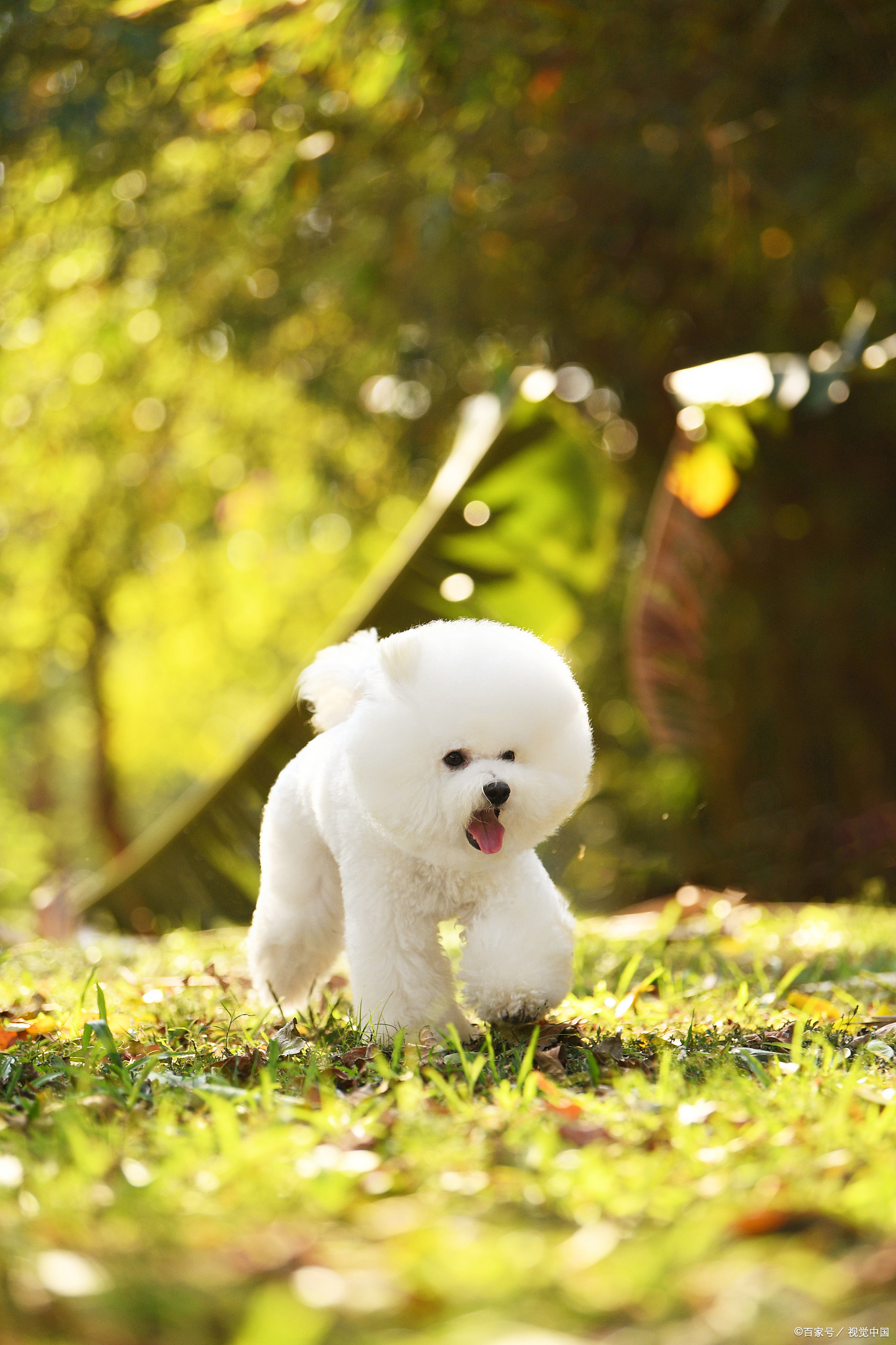 比熊一直叫是不是肚子疼,比熊一直叫脾气好吗