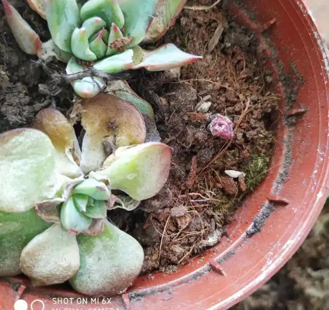 夏天种花不浇水的小窍门,哪十种花夏季少浇水