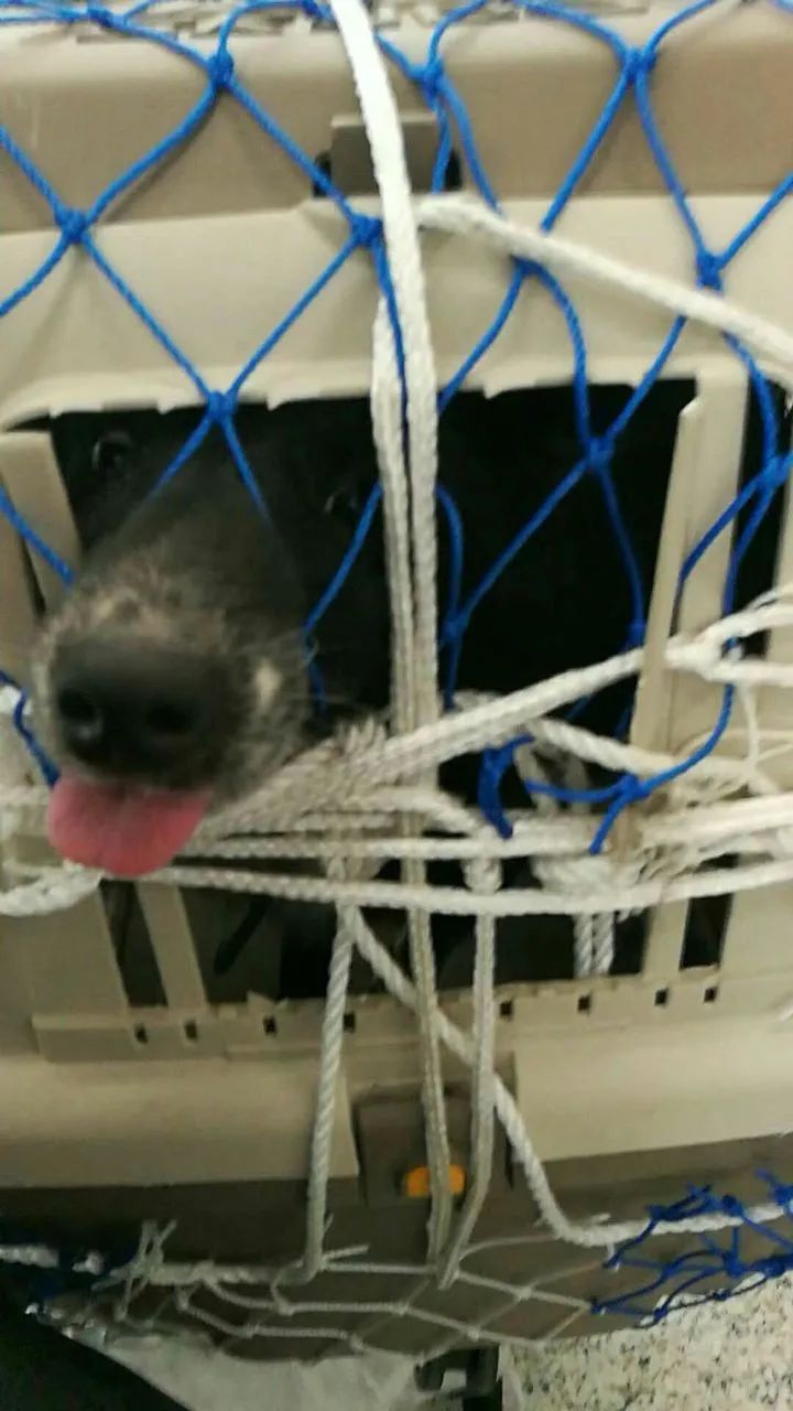 你们家狗子是怎么样的,你家狗子有什么特征呢