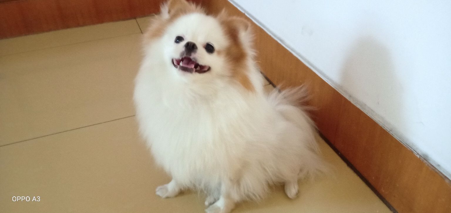 吃醋也得分颜值?博美可心吃醋漂亮比熊,狗生第一次不自信