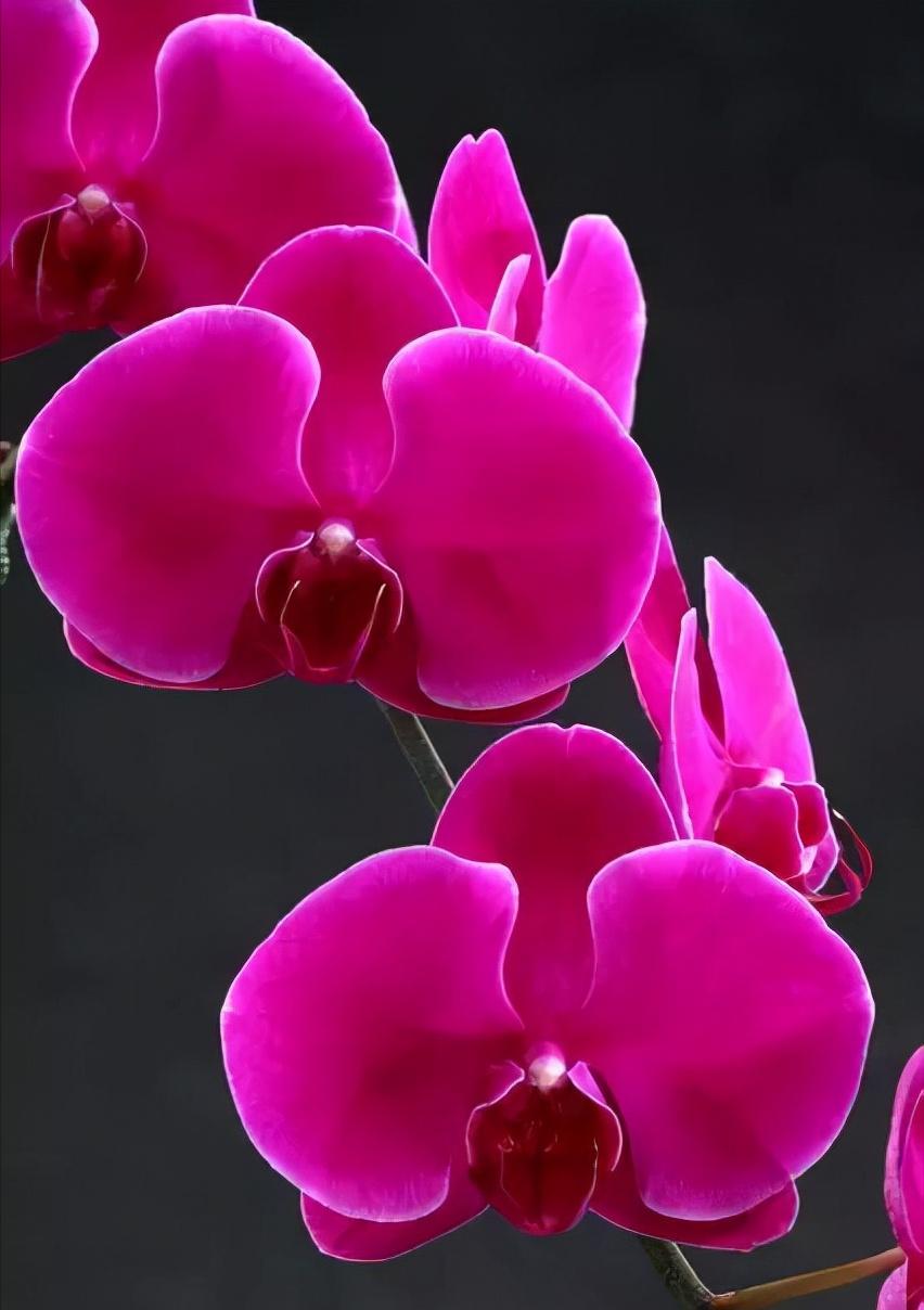 看芦头辨兰花种类,野生兰花种类图片