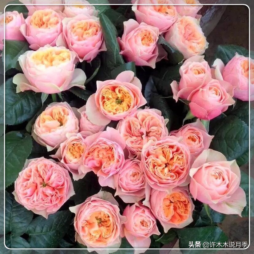 切花大全100种,鲜花大全50种花的花语