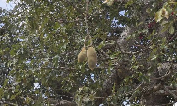 生存小技巧钻木取火,荒野生存取水技巧