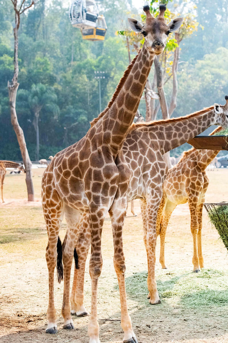 玩转广州长隆野生动物世界之行,广州长隆动物世界游玩攻略图