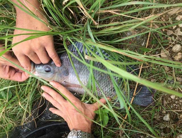 罗非鱼算不算入侵物种?离开非洲老家之后,它在全世界横行