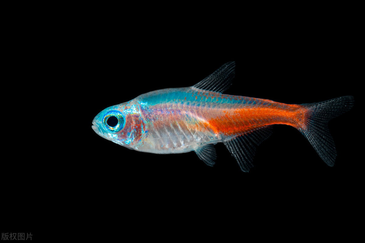 红绿灯鱼饲养方法及注意事项,养红绿灯鱼的注意事项