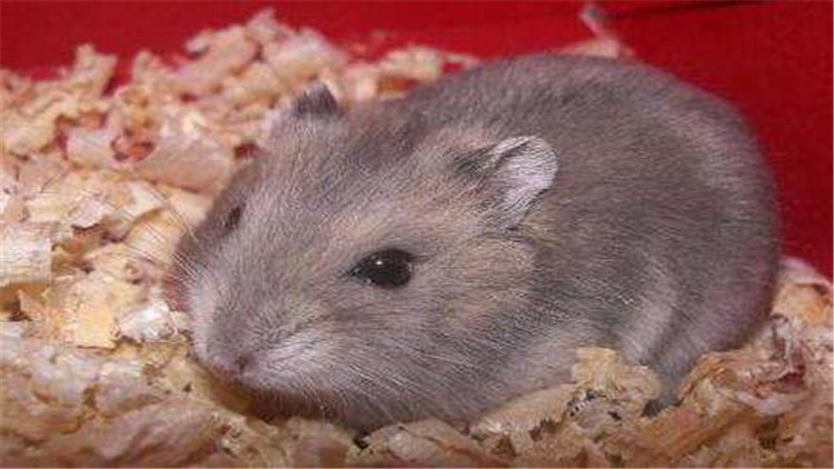 仓鼠越狱一天会躲在哪里,仓鼠越狱一次后执着的想跑