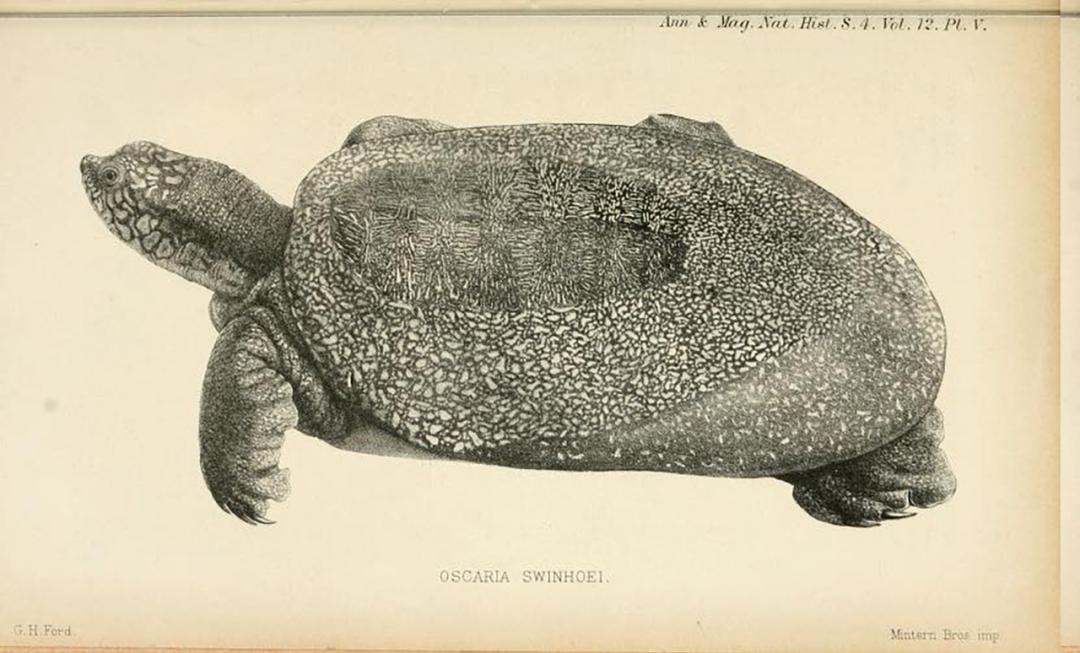 全球仅存三只斑鳖,斑鳖为啥灭绝