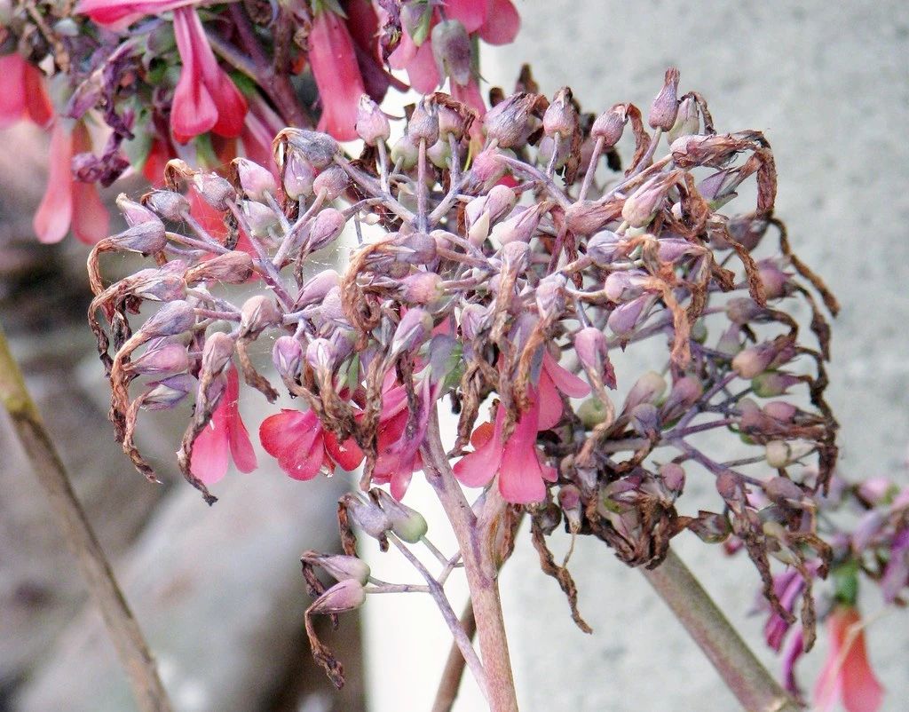 比多肉还好养的树,比多肉好看的绿植