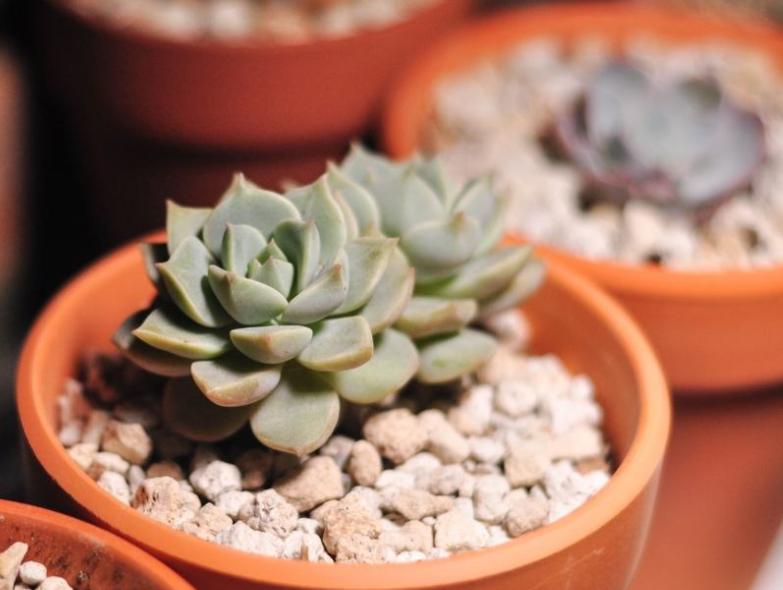 白牡丹散茶有枯叶,多肉白菊枯叶怎么不好清理了