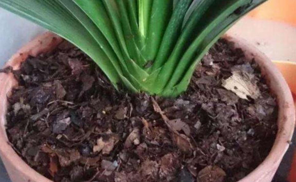 养花营养土在家怎么配制比较疏松,家庭养花怎样快速自做营养土