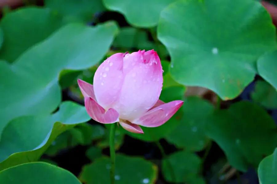 荷花品种大全及名称图片,荷花品种及名称大全图片