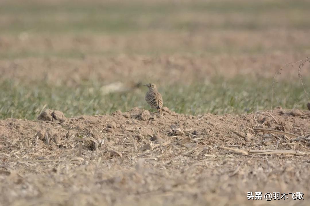 观鸟入门,观鸟小贴士