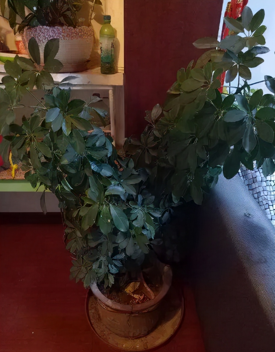 吸甲醛的绿植哪些最好,吸甲醛的绿植哪些最好养活