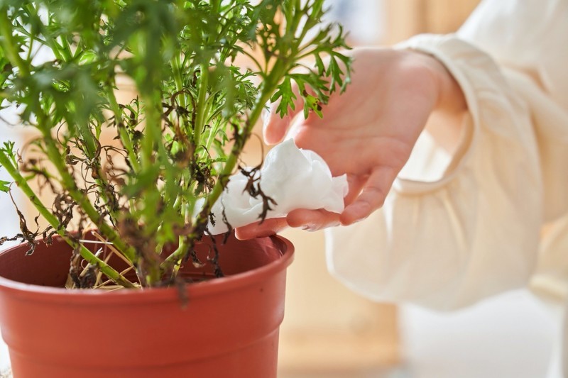 台湾面膜十大品牌排行,面膜推荐补水美白12盒