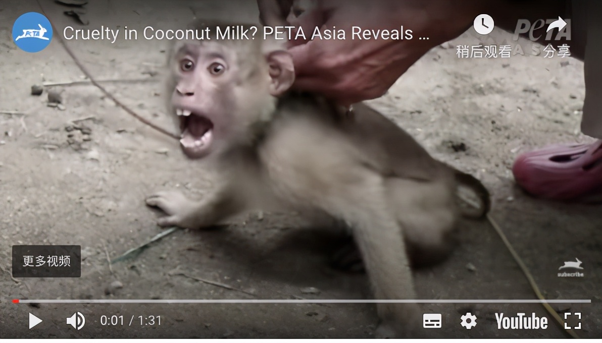 你爱吃的椰子,背后可能有一只泰国“打工猴”血汗故事