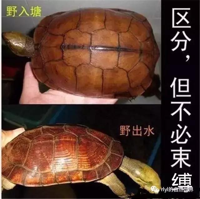 黄喉拟水龟注意事项,黄喉拟水龟种类区别