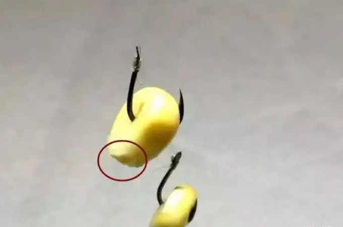 高手钓鲢鳙教学,大师钓鳊鱼技巧调漂