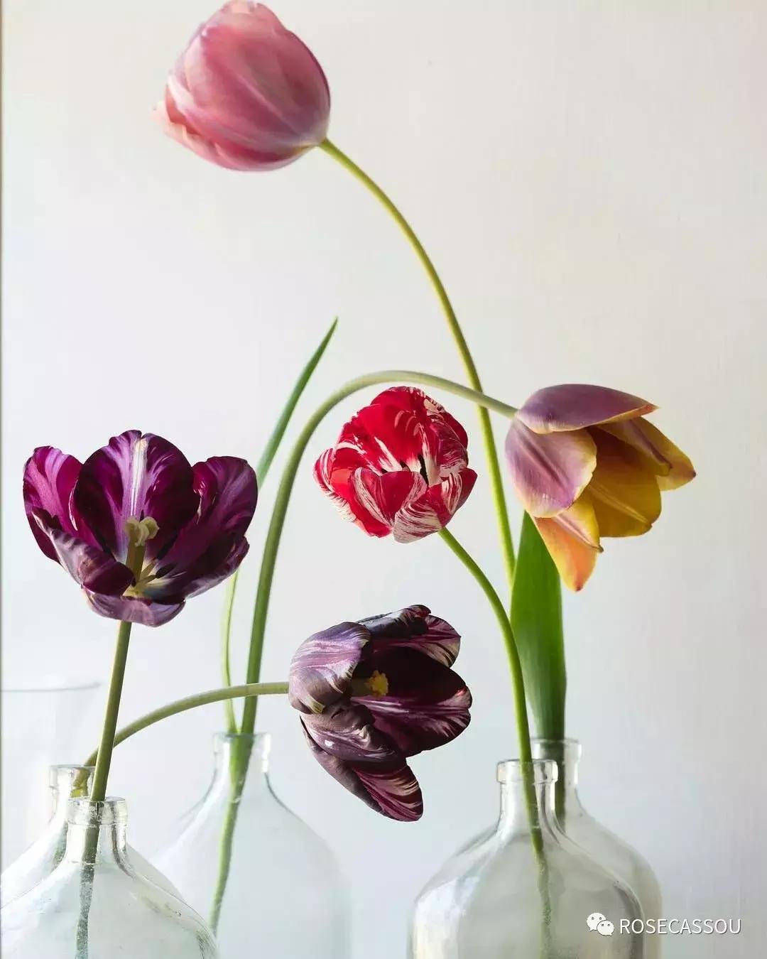 西柚慕斯郁金香花语,蕾丝郁金香花语