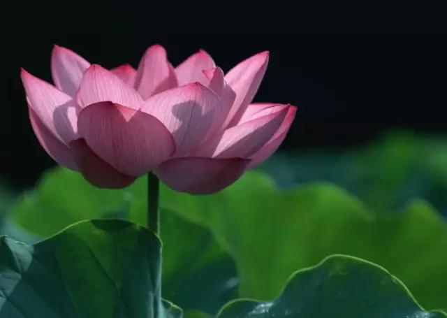 以桂花为市花的城市有哪些,中国每个城市的市花是什么