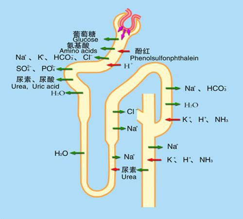 糖尿病肾病sglt-2抑制剂,sglt-2抑制剂降低糖化血红蛋白