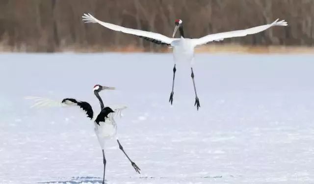 丹顶鹤的忠贞,丹顶鹤浪漫忠贞