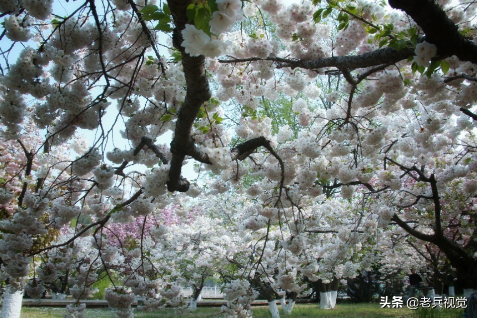 浪漫樱花校园,浪漫樱花视频