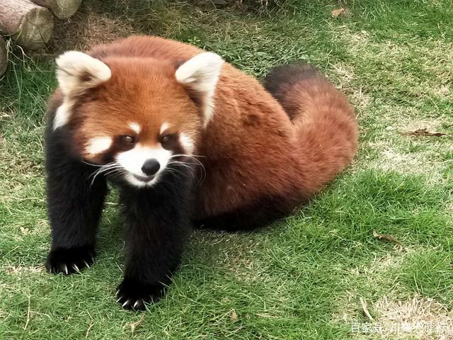 吉尼斯世界最大的马戏剧院,灵玲国际马戏城世界纪录