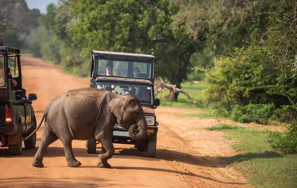 罗兰夏朵酒店,斯里兰卡罗兰夏朵