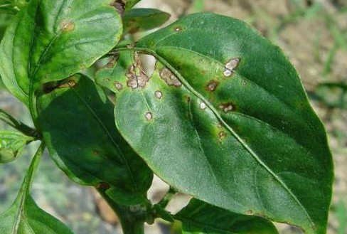 日光温室辣椒病虫害防治,大棚辣椒叶片灼伤怎么管理