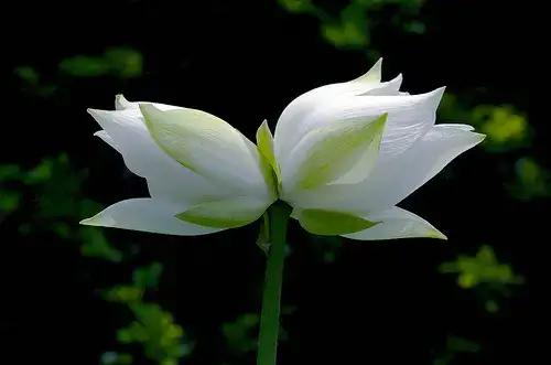 并蒂莲七绝二首,并蒂莲七绝诗