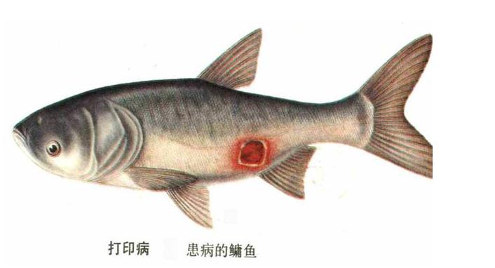 养殖的鱼烂身怎么治,养殖鱼烂鳞烂肉是怎么回事