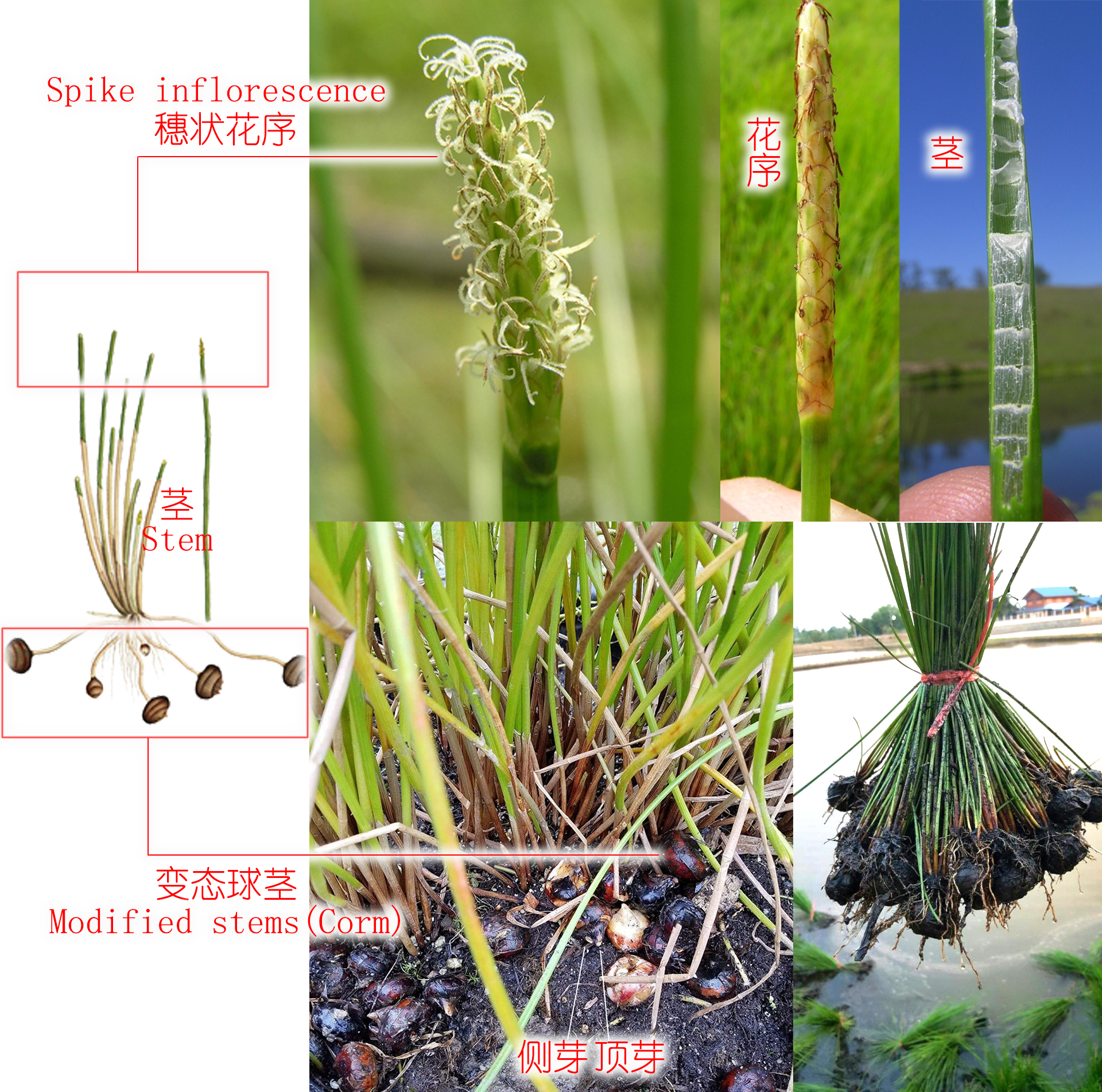 探索荸荠︱以及西关“泮塘五秀”是什么、何为江南“水八仙”？