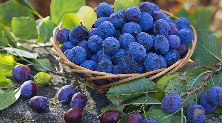 如何科学预防和控制孩子近视,妈妈高度近视孩子怎么预防