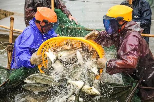 当丰收节遇上中秋节,当中秋节遇上教师节美食