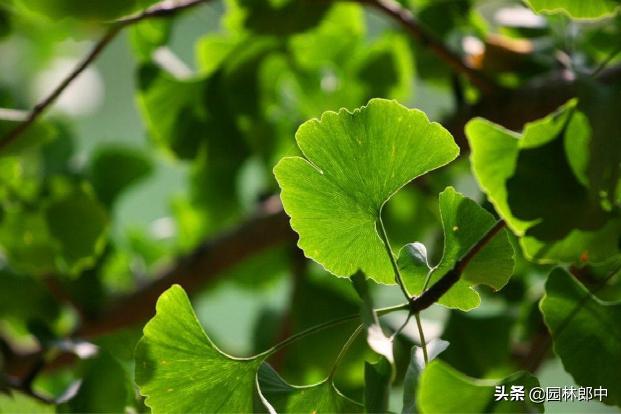 银杏树死亡移植,银杏为什么扦插不易成活