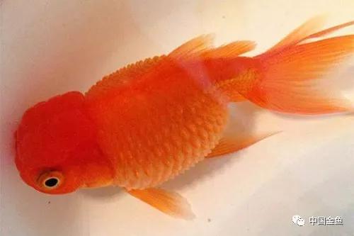 金鱼外伤炸鳞和内伤炸鳞区别,左氧氟沙星能治金鱼炸鳞病吗