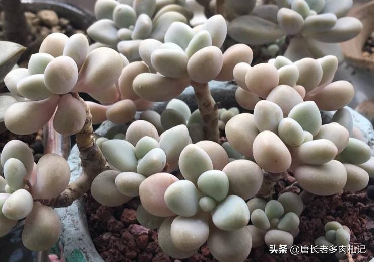 多肉艾伦最美状态,多肉艾伦好度夏吗