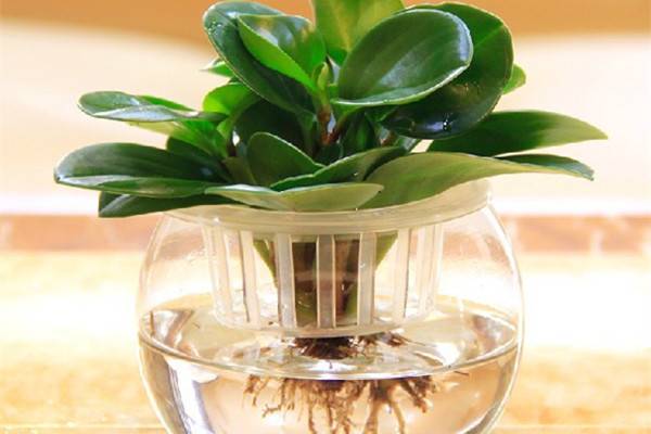 室内水培植物花卉大全,适合水培陶粒的室内花卉