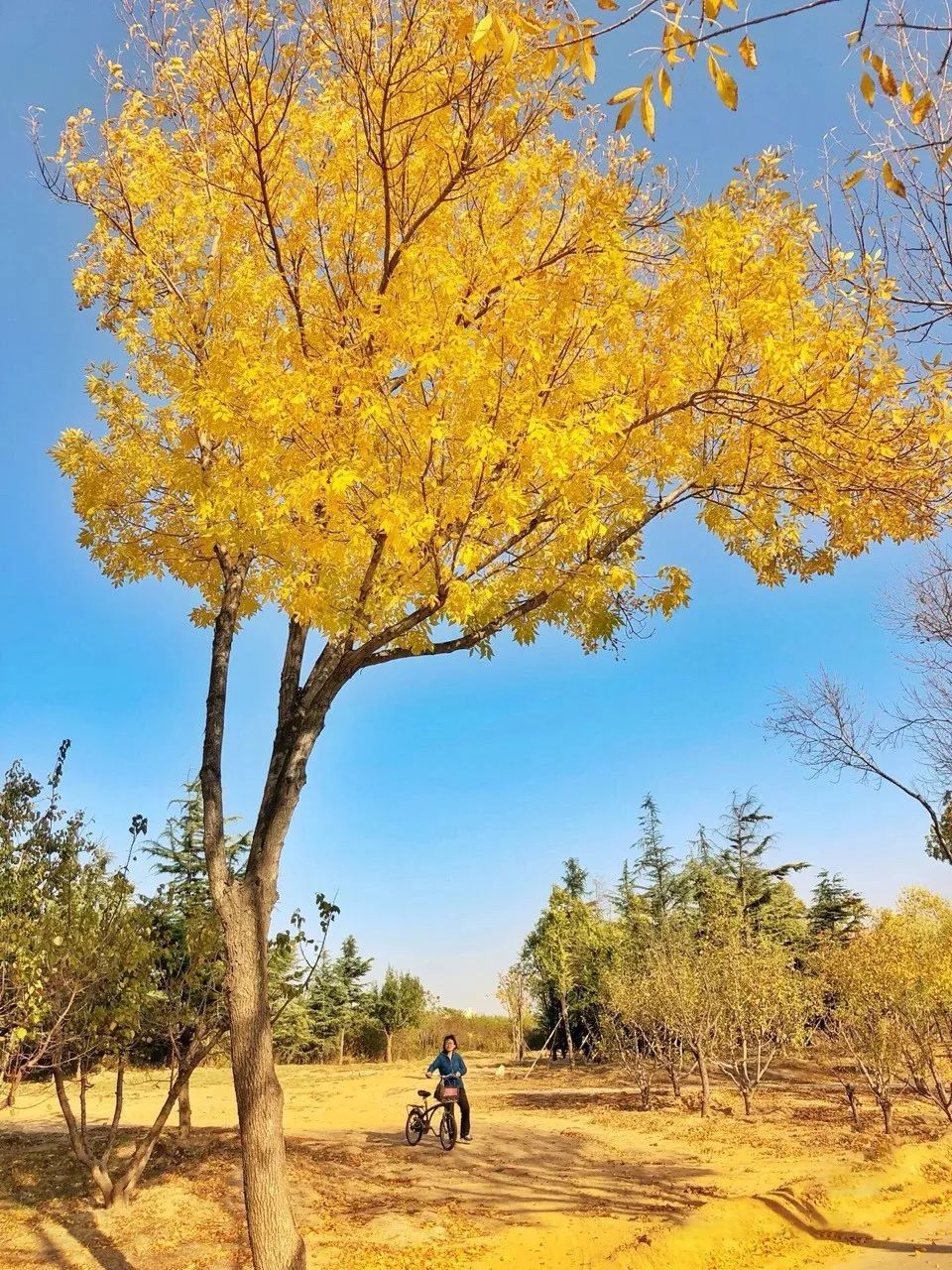 黄了！山东爆火的“银杏林”，千余亩的曼妙绝伦，只等你来！