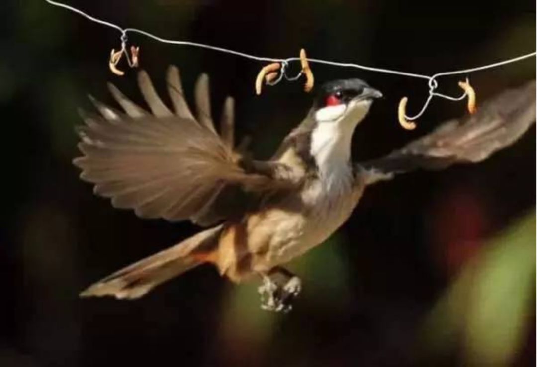 每个生命都值得被虐待,任何生命都不该被虐待