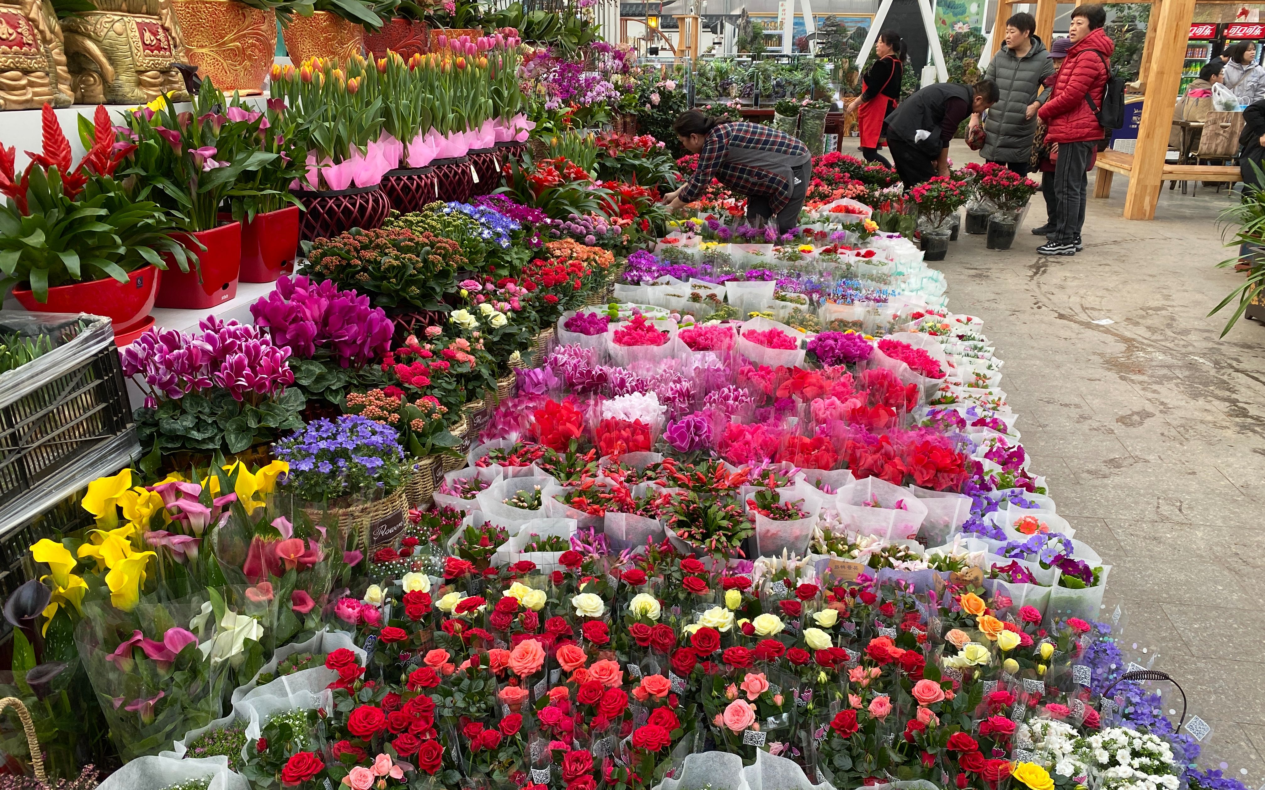 北京年宵花产业介绍,北京年宵花产业源头