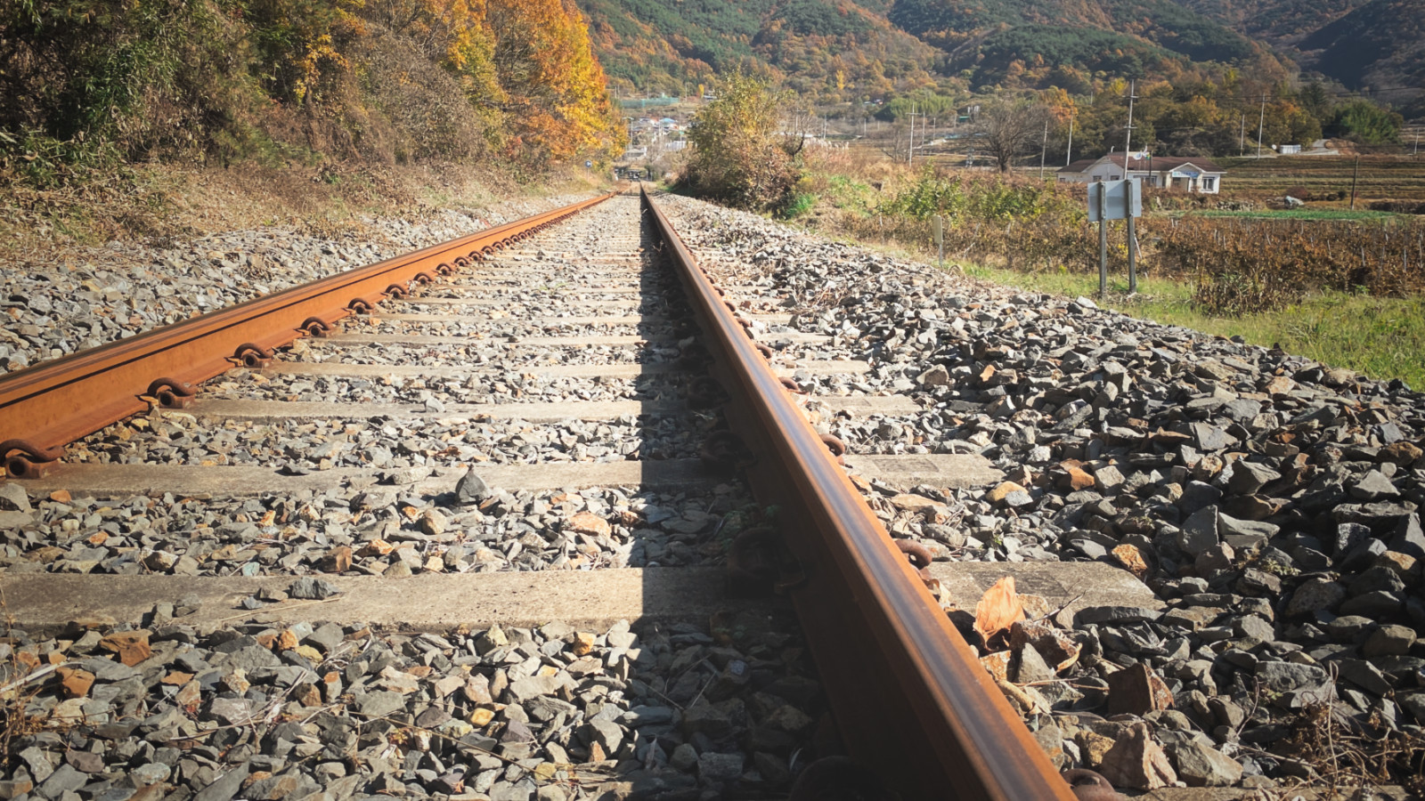 哇,人参随便挖!韩国还能这么玩