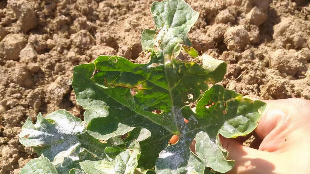 西瓜僵苗弱苗如何快速恢复,西瓜僵果原因