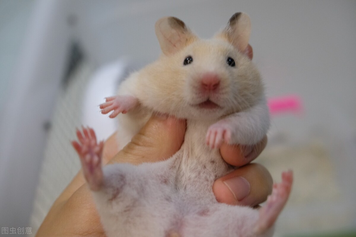 金丝熊拉稀的症状,金丝熊拉稀的原因是什么