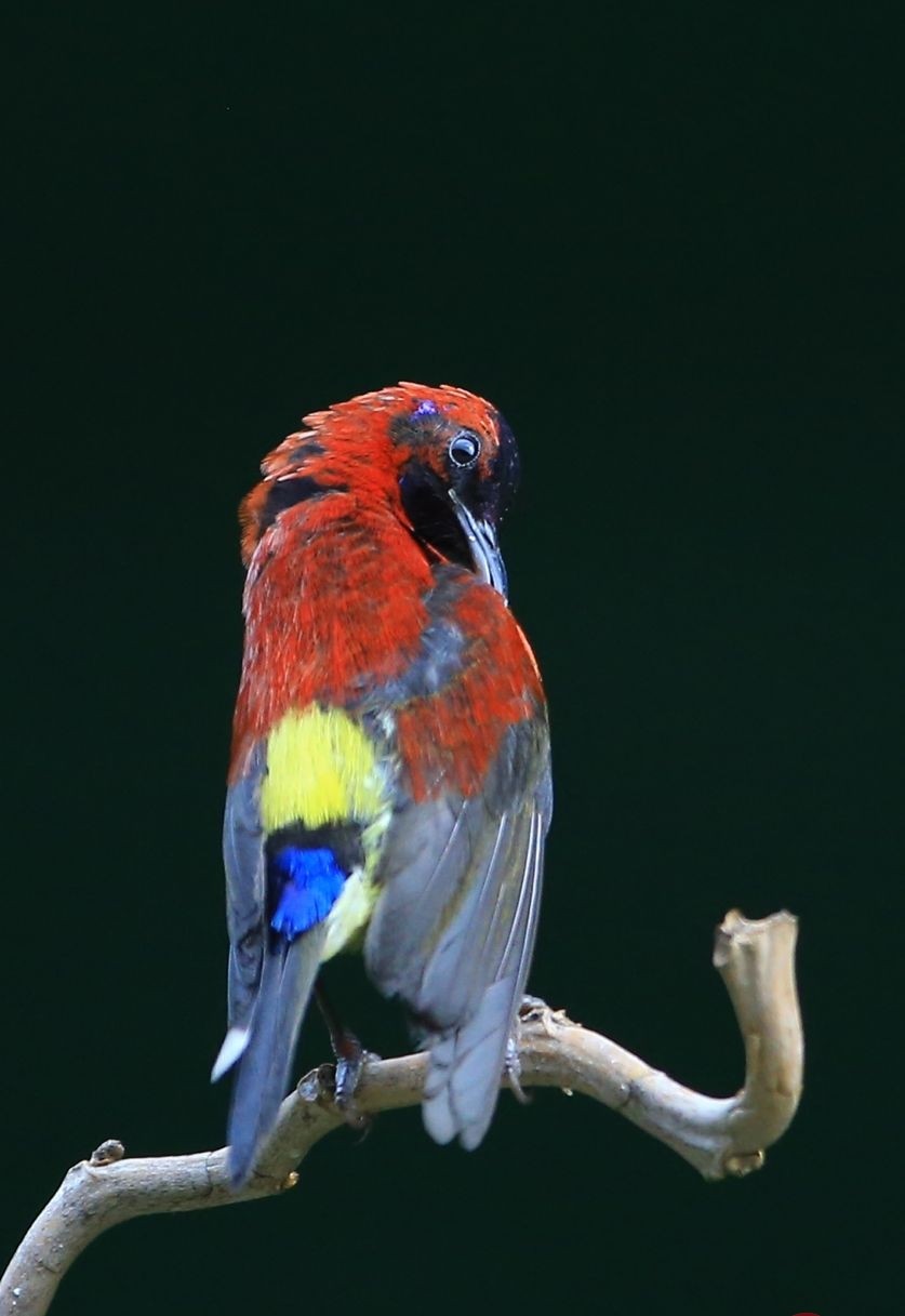 金沙遗址太阳鸟图片,叉尾太阳鸟图片大全