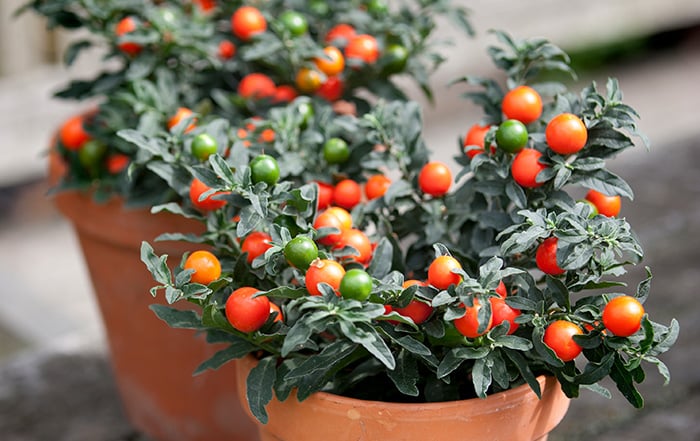 盆栽观果植物有哪些,观果植物具备哪些特征