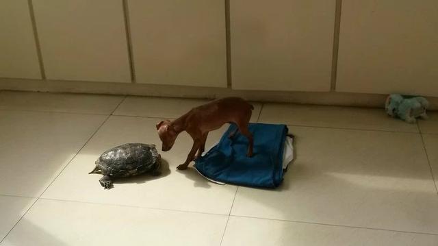 伸舌头的小鹿犬,爱洗澡的小鹿犬